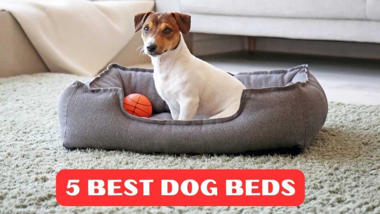 Top 5 Best Dog Beds Reviews in 2024