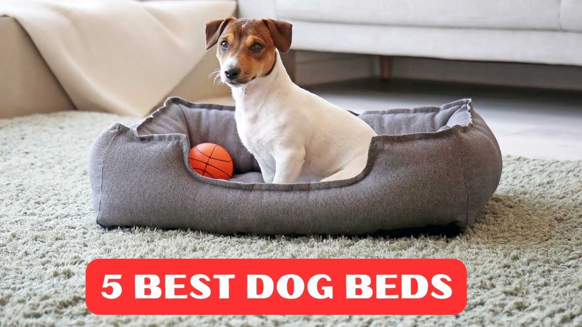 Best Dog Beds