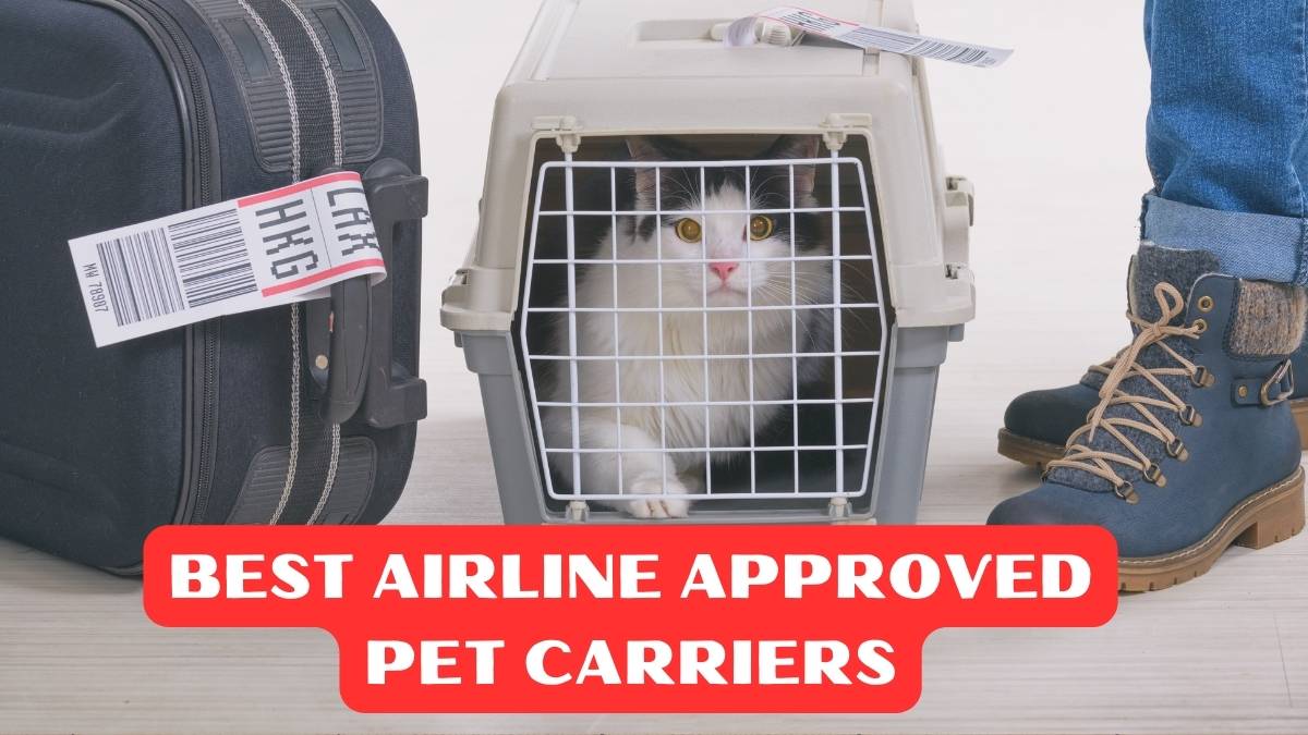 Best Airline Approved Pet Carriers