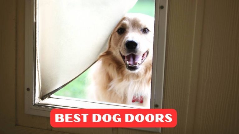 Top 5 Best Dog Doors Reviews in 2024