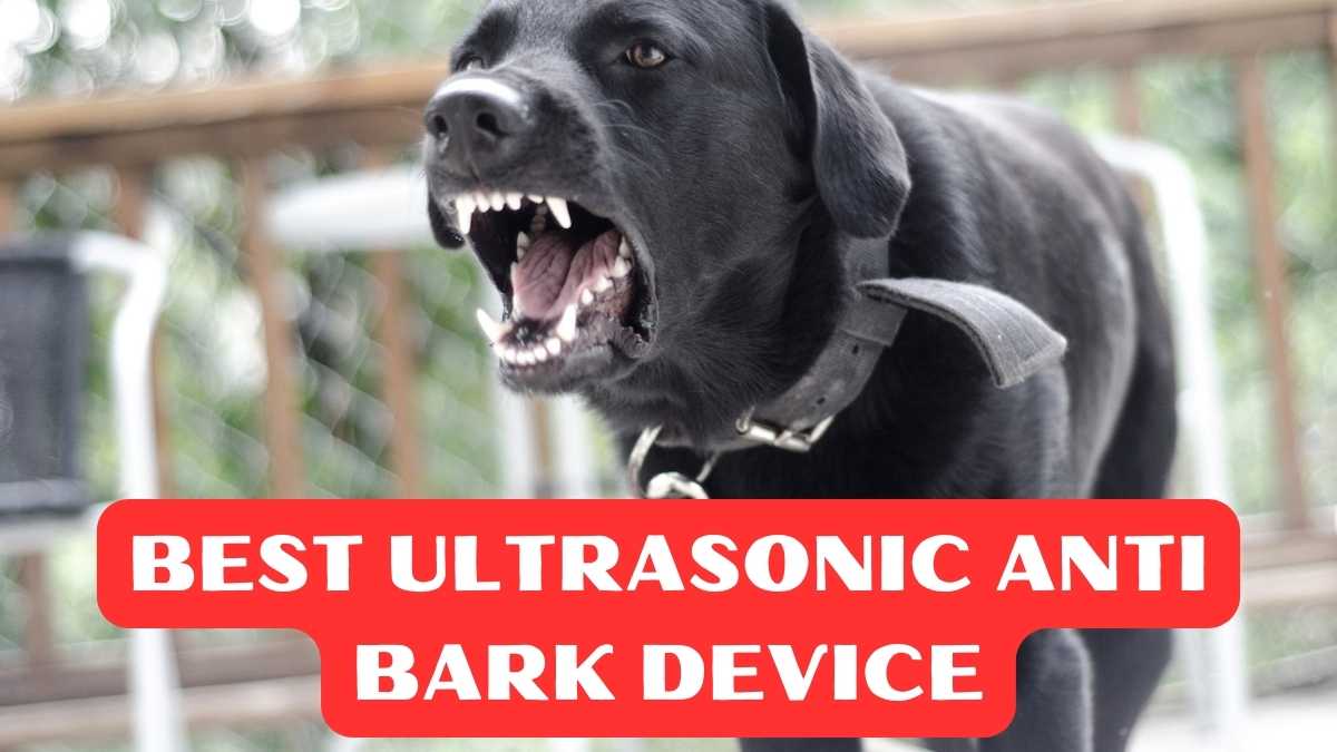 Best Ultrasonic Anti Bark Device